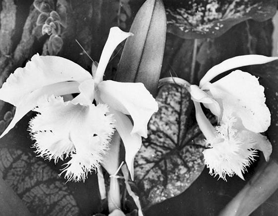Kristin Wenzel wild orchids Kristin Wenzel wild orchids