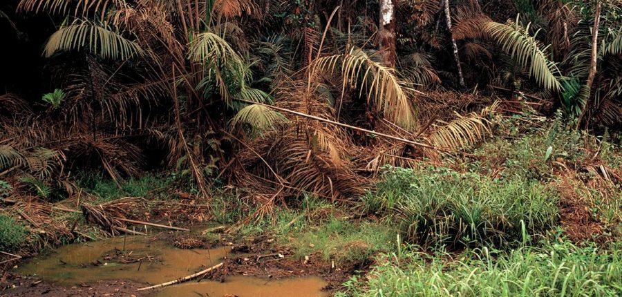 Image: Andréas Lang, „Sumpfwald“, Kamerun 2016, Pigment-Print, 104,40 x 128,40 cm (Detail) © VG Bild-Kunst Bonn Image: Andréas Lang, „Sumpfwald“, Kamerun 2016, Pigment-Print, 104,40 x 128,40 cm (Detail) © VG Bild-Kunst Bonn