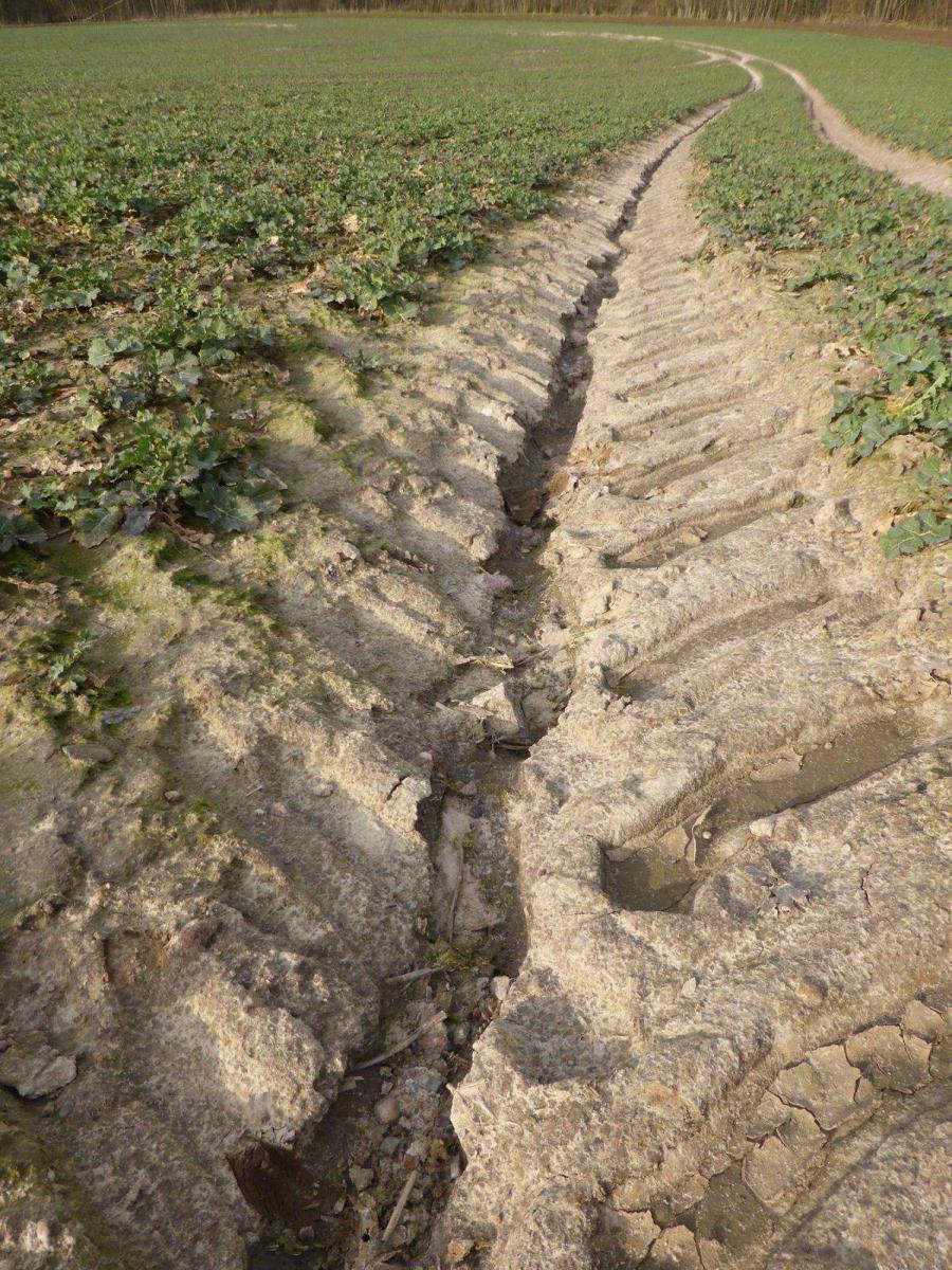 Water washes away the humus. Author Tom Albrecht Water washes away the humus. Author Tom Albrecht