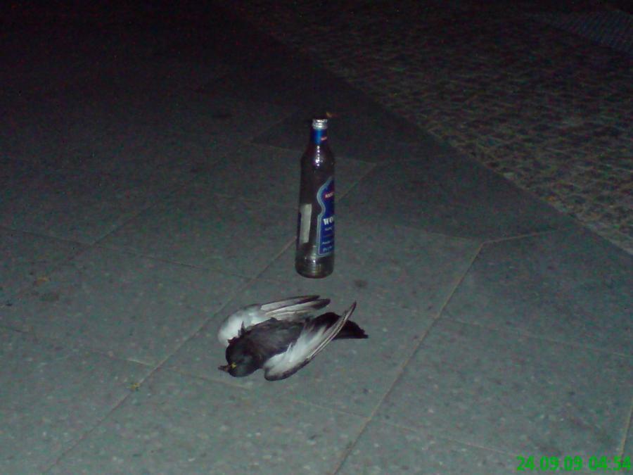 Image credits: booze bird © Michael Kirkham, 2017