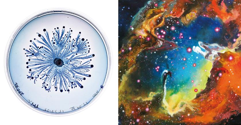 Von Micro bis Makro – über die Schönheit der Natur