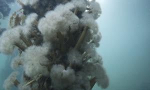 No Place Rising (still frame), 2016