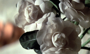 Amie Siegel, Genealogies, 2016, HD video, (c) Amie Siegel, courtesy Simon Preston Gallery, New York